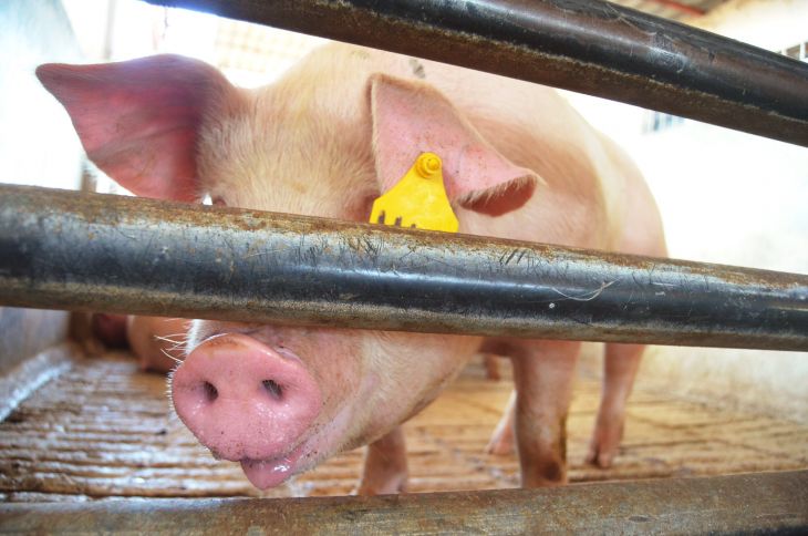 Juez mantiene suspensión de actividades de mega granja de cerdos en Homún